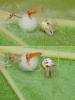 Theridion varians